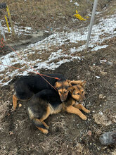 NOX, Hund, Deutscher Schäferhund in Rumänien - Bild 8