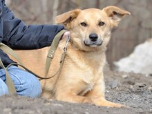 TIMMY2, Hund, Mischlingshund in Russische Föderation - Bild 1