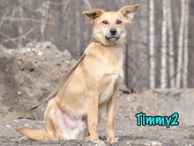 TIMMY2, Hund, Mischlingshund in Russische Föderation - Bild 3