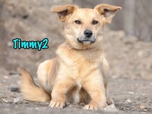 TIMMY2, Hund, Mischlingshund in Russische Föderation - Bild 4