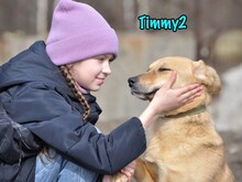 TIMMY2, Hund, Mischlingshund in Russische Föderation - Bild 5