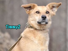 TIMMY2, Hund, Mischlingshund in Russische Föderation - Bild 6