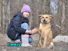 TIMMY2, Hund, Mischlingshund in Russische Föderation - Bild 7