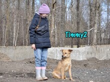 TIMMY2, Hund, Mischlingshund in Russische Föderation - Bild 8