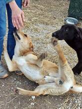 GULFI, Hund, Mischlingshund in Griechenland - Bild 1
