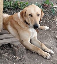 GULFI, Hund, Mischlingshund in Griechenland - Bild 10