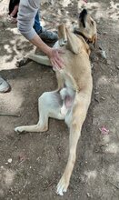 GULFI, Hund, Mischlingshund in Griechenland - Bild 11