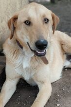 GULFI, Hund, Mischlingshund in Griechenland - Bild 12