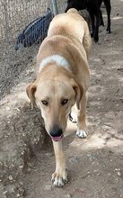 GULFI, Hund, Mischlingshund in Griechenland - Bild 13