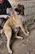GULFI, Hund, Mischlingshund in Griechenland - Bild 14