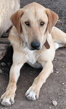 GULFI, Hund, Mischlingshund in Griechenland - Bild 15