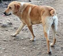 GULFI, Hund, Mischlingshund in Griechenland - Bild 4
