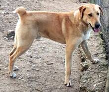 GULFI, Hund, Mischlingshund in Griechenland - Bild 5