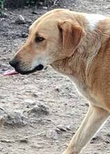 GULFI, Hund, Mischlingshund in Griechenland - Bild 6