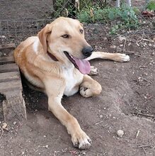 GULFI, Hund, Mischlingshund in Griechenland - Bild 7