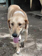 GULFI, Hund, Mischlingshund in Griechenland - Bild 8
