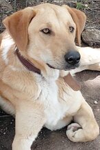 GULFI, Hund, Mischlingshund in Griechenland - Bild 9