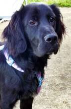 JARO, Hund, Setter-Mix in Varel - Bild 1