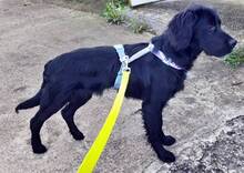 JARO, Hund, Setter-Mix in Varel - Bild 2