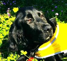 JARO, Hund, Setter-Mix in Varel - Bild 3