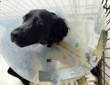 JARO, Hund, Setter-Mix in Varel - Bild 4