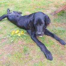 JARO, Hund, Setter-Mix in Varel - Bild 5
