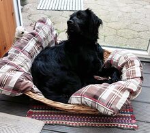 JARO, Hund, Setter-Mix in Varel - Bild 6