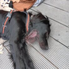 JARO, Hund, Setter-Mix in Varel - Bild 7