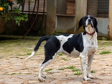 CORACH59, Hund, Mischlingshund in Spanien - Bild 10