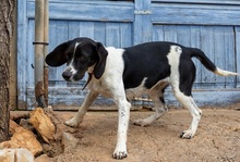 CORACH59, Hund, Mischlingshund in Spanien - Bild 11