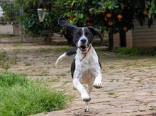 CORACH59, Hund, Mischlingshund in Spanien - Bild 2