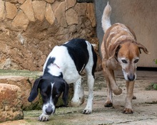 CORACH59, Hund, Mischlingshund in Spanien - Bild 3