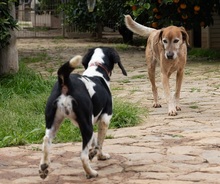 CORACH59, Hund, Mischlingshund in Spanien - Bild 4