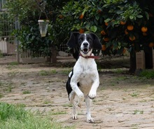 CORACH59, Hund, Mischlingshund in Spanien - Bild 5