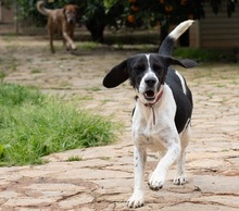 CORACH59, Hund, Mischlingshund in Spanien - Bild 6