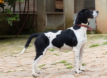 CORACH59, Hund, Mischlingshund in Spanien - Bild 7