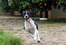 CORACH59, Hund, Mischlingshund in Spanien - Bild 8