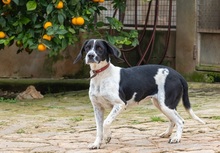 CORACH59, Hund, Mischlingshund in Spanien - Bild 9