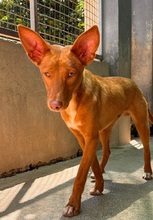 ZUCKER, Hund, Podenco Andaluz in Wahlstedt - Bild 1