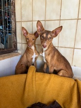 ZUCKER, Hund, Podenco Andaluz in Wahlstedt - Bild 10