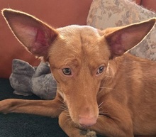 ZUCKER, Hund, Podenco Andaluz in Wahlstedt - Bild 2
