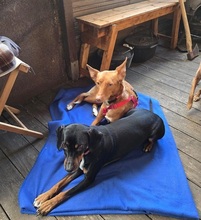 ZUCKER, Hund, Podenco Andaluz in Wahlstedt - Bild 3