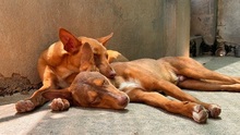ZUCKER, Hund, Podenco Andaluz in Wahlstedt - Bild 4