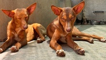 ZUCKER, Hund, Podenco Andaluz in Wahlstedt - Bild 5
