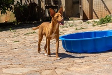 ZUCKER, Hund, Podenco Andaluz in Wahlstedt - Bild 6