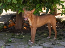 ZUCKER, Hund, Podenco Andaluz in Wahlstedt - Bild 7