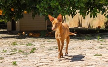 ZUCKER, Hund, Podenco Andaluz in Wahlstedt - Bild 8