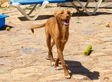 ZUCKER, Hund, Podenco Andaluz in Wahlstedt - Bild 9