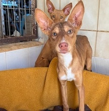 ZIMT, Hund, Podenco Andaluz in Osann-Monzel - Bild 1
