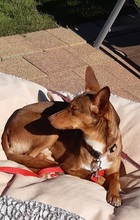ZIMT, Hund, Podenco Andaluz in Osann-Monzel - Bild 10